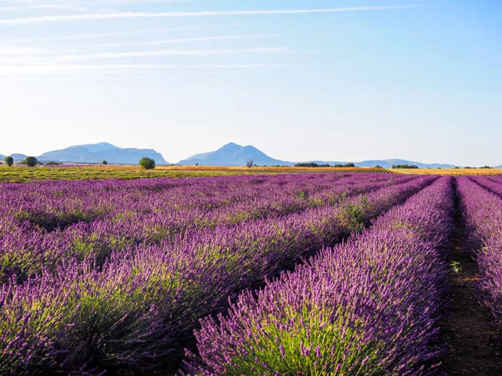Lavender Fields Valensia (Prancis)