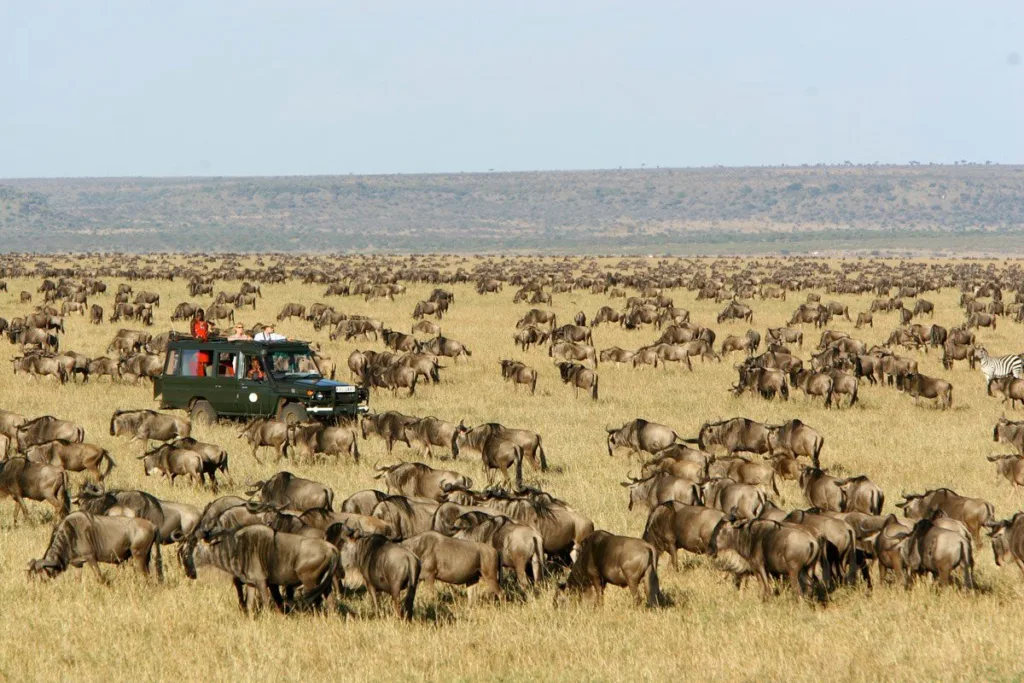 Masai Mara (Kenya)