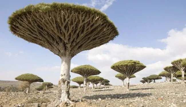 Socotra, Yaman
